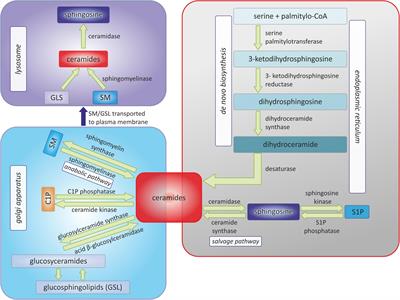 Sphingolipid metabolism and signaling in cardiovascular diseases